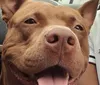 Cão é morto a tiro por guarda municipal durante operação em Londrina
