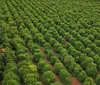 Com café da Serra de Apucarana, IGs se tornam tendência no Estado