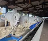 ExpoLondrina aposta na gastronomia e interesse por animais
