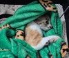Gata arremessada do 12º andar segue internada em estado grave em Curitiba