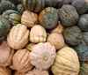 Guapirama lidera produção de abóbora no Paraná