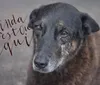 Junto minha voz às vozes pelo cão Orelha