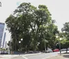Londrina pode ter cadastro de árvores imunes ao corte
