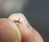 Londrina registra primeira morte por dengue em 2026