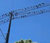 Moradores reclamam de pombos soltos diariamente em bairro da zona leste