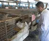 Paraná vai produzir leite artificial de coelhas inédito