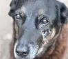 Polícia aponta autor da morte do cão Orelha
