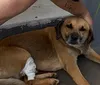 Polícia procura motorista que atropelou cão comunitário em Arapongas