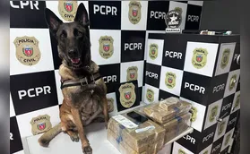 Cão policial vira celebridade após apreender droga em Maringá