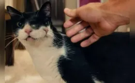 Gata do filme 'O Agente Secreto' ganha prêmio internacional