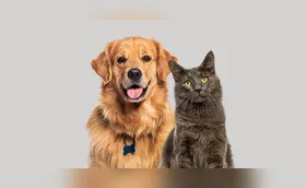 Assistência pet ganha espaço e acompanha avanço do mercado