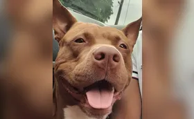 Cão é morto a tiro por guarda municipal durante operação em Londrina