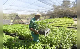 Estado vai ampliar oferta de mudas à população em 20%