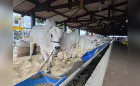 ExpoLondrina aposta na gastronomia e interesse por animais