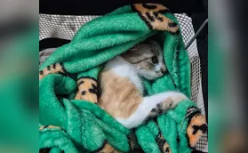 Gata arremessada do 12º andar segue internada em estado grave em Curitiba