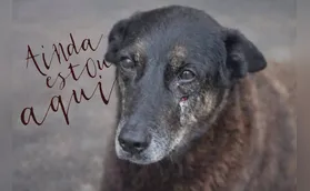 Junto minha voz às vozes pelo cão Orelha