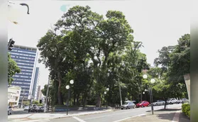 Londrina pode ter cadastro de árvores imunes ao corte