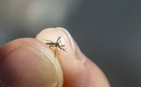 Londrina registra primeira morte por dengue em 2026