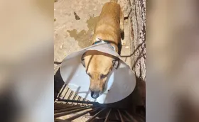 Marrom segue em busca de um lar após ser atropelado em Arapongas