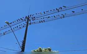 Moradores reclamam de pombos soltos diariamente em bairro da zona leste