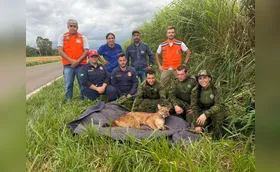 Onça atropelada passa por cirurgia em Londrina