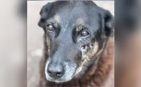 Polícia aponta autor da morte do cão Orelha