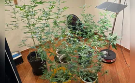 Polícia apreende pés de maconha em residência