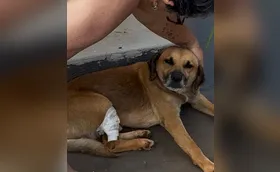 Polícia procura motorista que atropelou cão comunitário em Arapongas