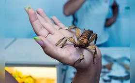 Último fim de semana para visitar a Fazendinha Via Rural