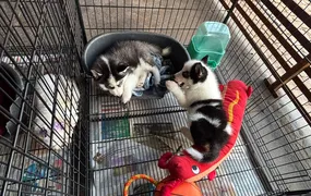 Mercado pet em alta ganha vitrine na Feira