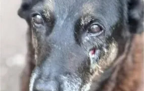 Polícia aponta autor da morte do cão Orelha
