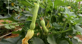 Cultivo de abobrinha movimenta R$ 101 milhões no Paraná, que é o 4º maior produtor nacional