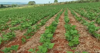 Deral projeta safra de feijão 31% menor em extensão