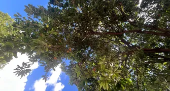 Fruta 'desconhecida' nas calçadas de Londrina intriga moradores: Pode comer?