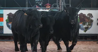 Gaúchos brilham no julgamento de rústicos no Mundial Brangus