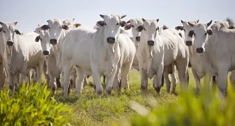 Governo amplia acesso ao crédito para melhoramento genético da pecuária sustentável