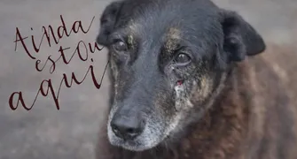 Junto minha voz às vozes pelo cão Orelha