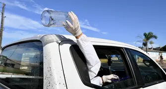 Mosquito 'antidengue': momento decisivo para expandir pelo Brasil