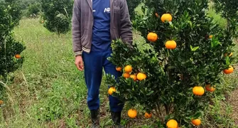 Paraná é o 4º maior produtor nacional de tangerina