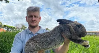 Paraná é o terceiro maior produtor nacional de coelhos