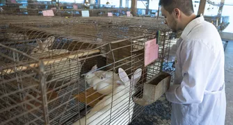 Paraná vai produzir leite artificial de coelhas inédito