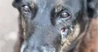 Polícia aponta autor da morte do cão Orelha
