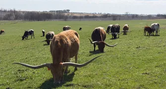 Raça bovina americana de chifres gigantes estará na Expo pela primeira vez