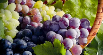 Rota Uva & Vinho conta com 60 propriedades no Paraná