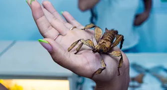 Último fim de semana para visitar a Fazendinha Via Rural