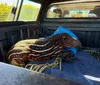 Filhote de anta atacado por cães de caça é resgatado e tratado em HV de Londrina