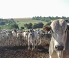 Produtores do Paraná se unem ao governo contra veto europeu