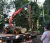 UEL aguarda liberação da Prefeitura para iniciar censo de pombos