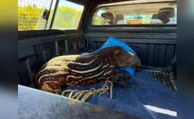 Filhote de anta atacado por cães de caça é resgatado e tratado em HV de Londrina