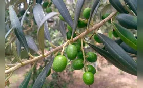PR tem 69 municípios aptos para o cultivo de oliveiras